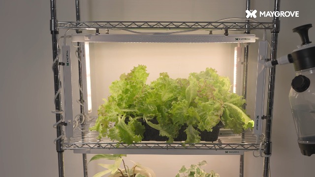 Amazon.com : Maygrove T5 Grow Lights for Indoor Plants 2FT, Red