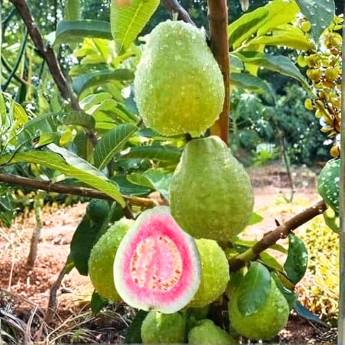 Pink Guava Tree Live Plant, 3 to 6 Inc Tall, Well Rooted, 6 Months Old Guava Tree, Fragrant Guava for Planting, Cold Hardy