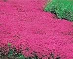 20000+ Red Creeping Thyme Seeds Ground Cover Plant Seeds Perennial- Non-GMO Heirloom Flower Creeping Thyme Seeds for Planting