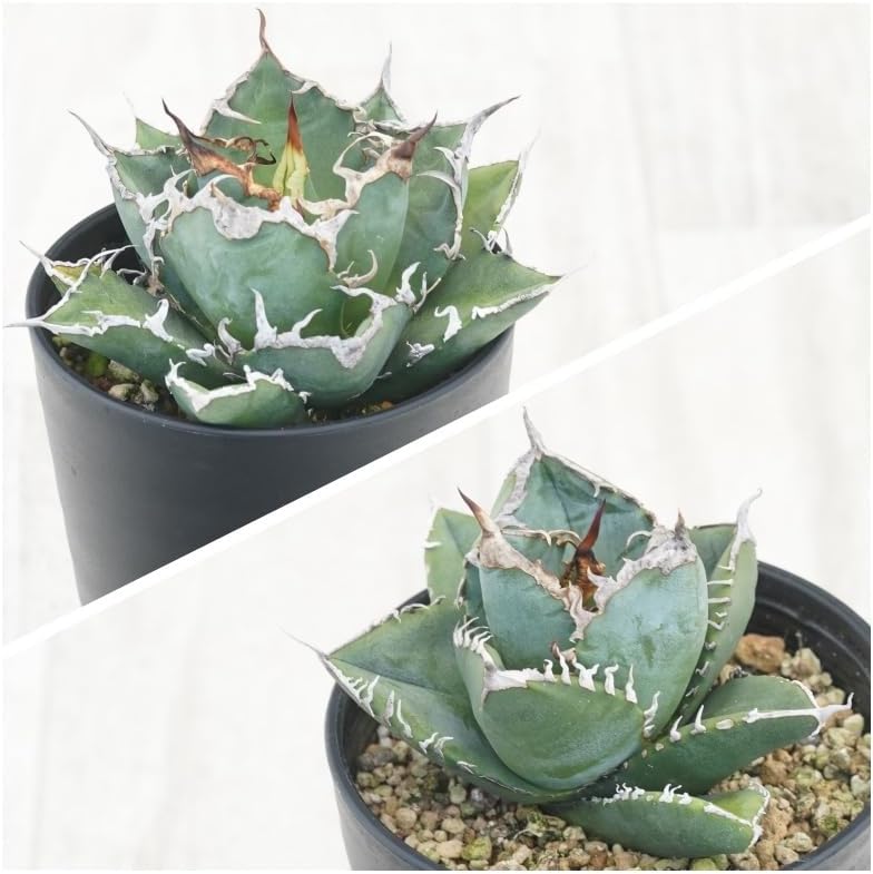 多肉植物 エケベリア 妲己（だっき）錦 新種錦 白覆輪美斑 美爪 抜き苗