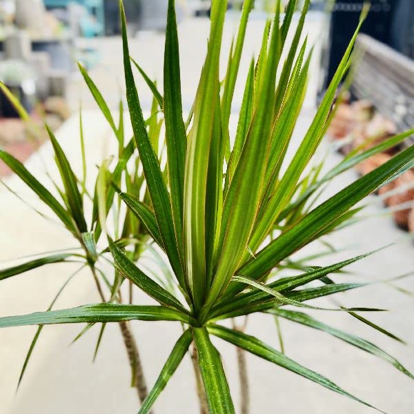 Amazon｜おしゃれ 観葉植物：ドラセナ コンシンネ龍*セラアート 受皿付