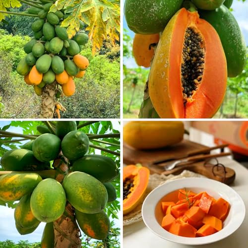 Mixrug Dwarf Papaya Seeds for Planting Outdoor 5pcs Perennial Organic Papaya Tree Seed Non-GMO Heirloom Sweet Edible Tropical Fruit Sweet Juicy Fruits Plants in Your Home Garden