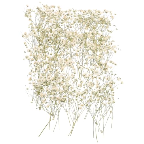 HOMOCONO Getrocknete Schleierkraut Trockenblumen 1 Beutel...