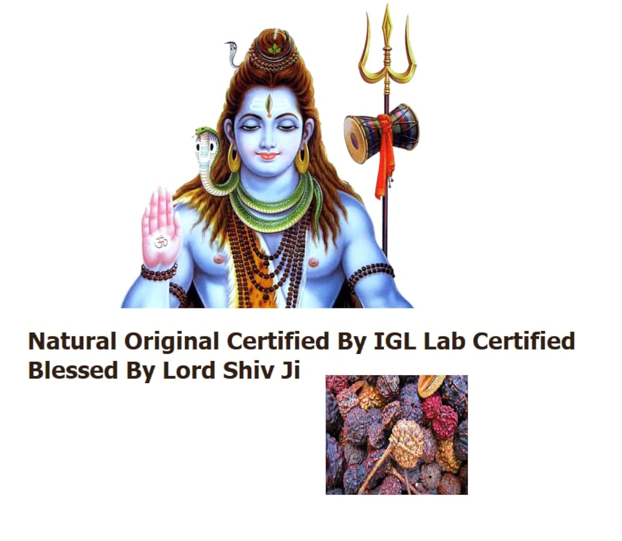 12 Mukhi Rudraksha Original Certified Bead