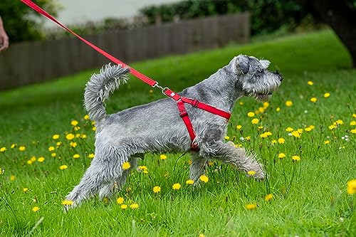 Gencon Walk-Through-Geschirr, XL, Schwarz