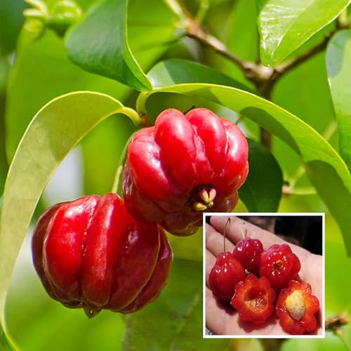 Cloud Farm Surinam Cherry Cherries Layering/Grafted Fruit Live Plant (1-2 Feet Height),CF_CN_60