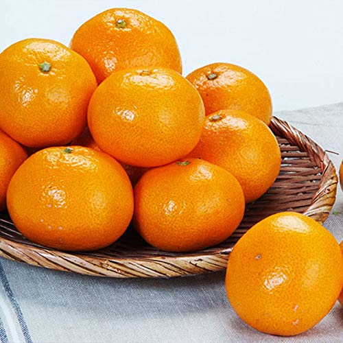 ݂ I n݂ 4.5kg F{Y p Mtg ~J  35-45 TCY 蕨 yY j  IWxg ʕ t[c