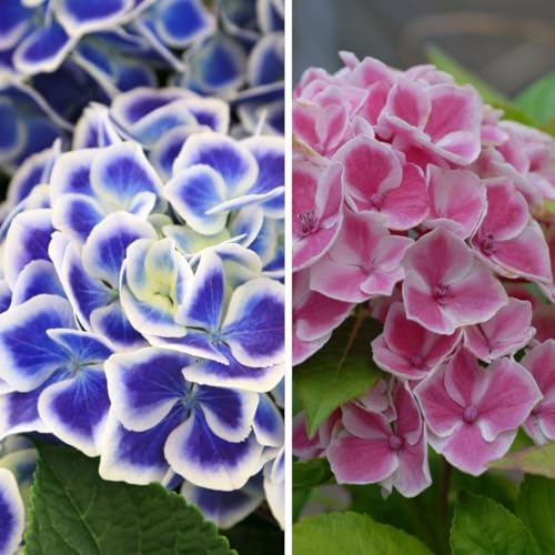 Hydrangea Macrophylla Bavaria Garden Plant Hardy Shrub Garden Plants Easy to Grow Your Own 1x 9cm Potted Plant by Thompson and Morgan
