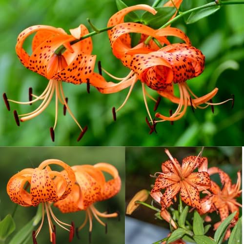 10 Turks Cap Lily Bulbs, Tiger Lily Flower Bulbs, Orange Flower Live Plant