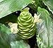 10 Shampoo Ginger Tuber for planting