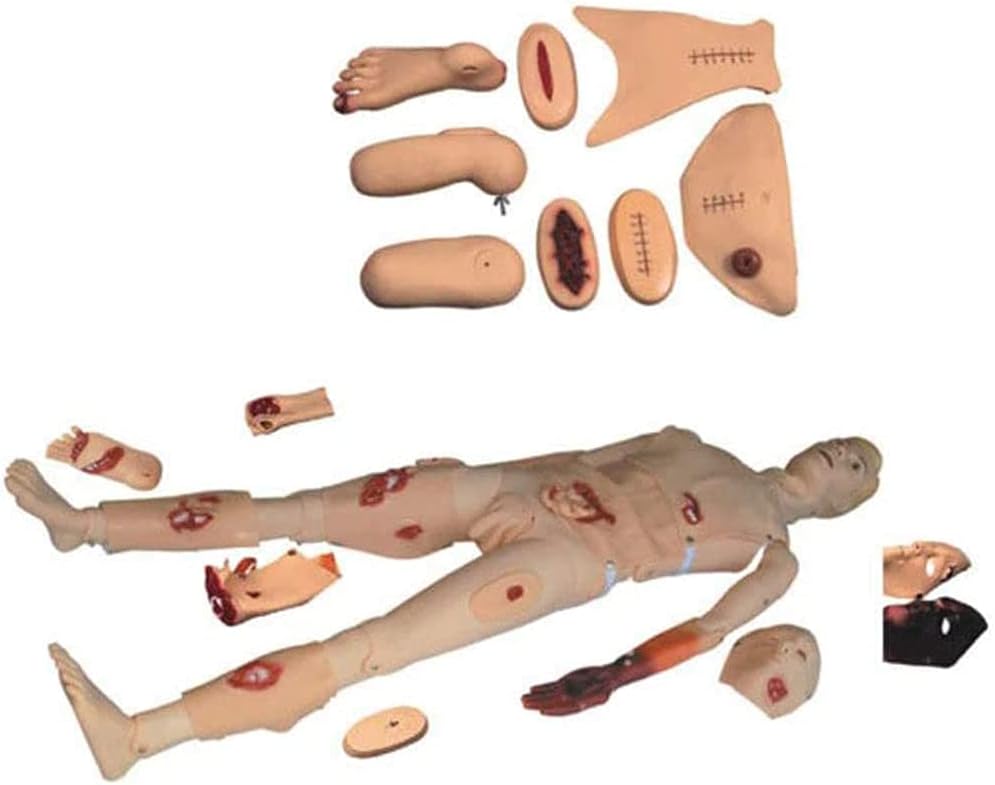 Study Model 11 Training Manikin - Patient Care Simulator - Multi-Functional Patient Care Simulator - Nursing Manikin First Aid Trauma Human Anatomical Model For Nursing Medical Training 170