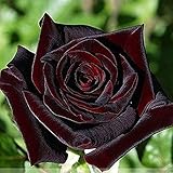  50 piezas negro híbrido rosa arbusto semillas de flores balcón jardín semillas de flores