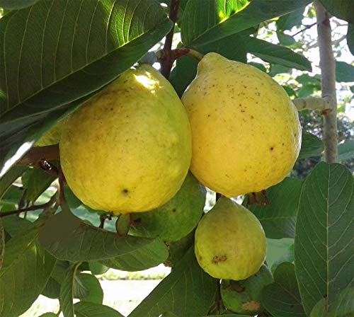 Coconut Lagoon Rare Exotic Tropical Fruit Live Plant - Sweet Rare ...