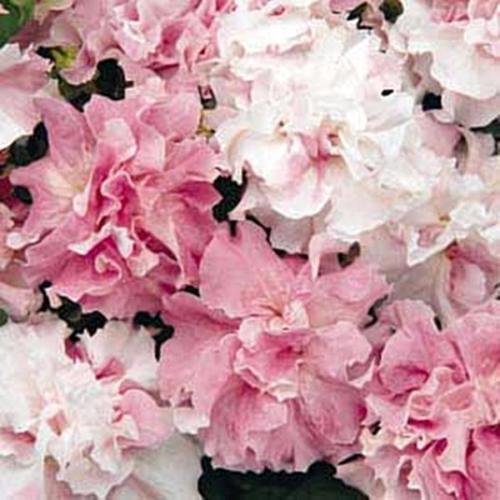 25 semi di Petunia Doppia Cascade Orchid Mist anno