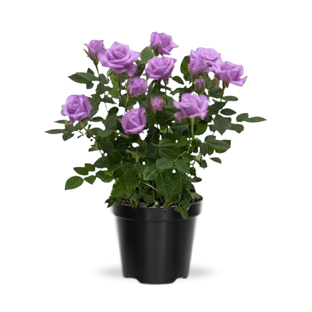 TANKDA Miniature Rose Plant