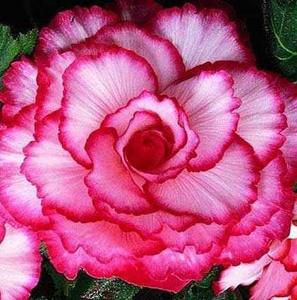 (1) Picotee Mix Begonia, Large Bulb, Pretty Red & White Coloring, Great for Nice Colorful Flowers Throughout Your Garden