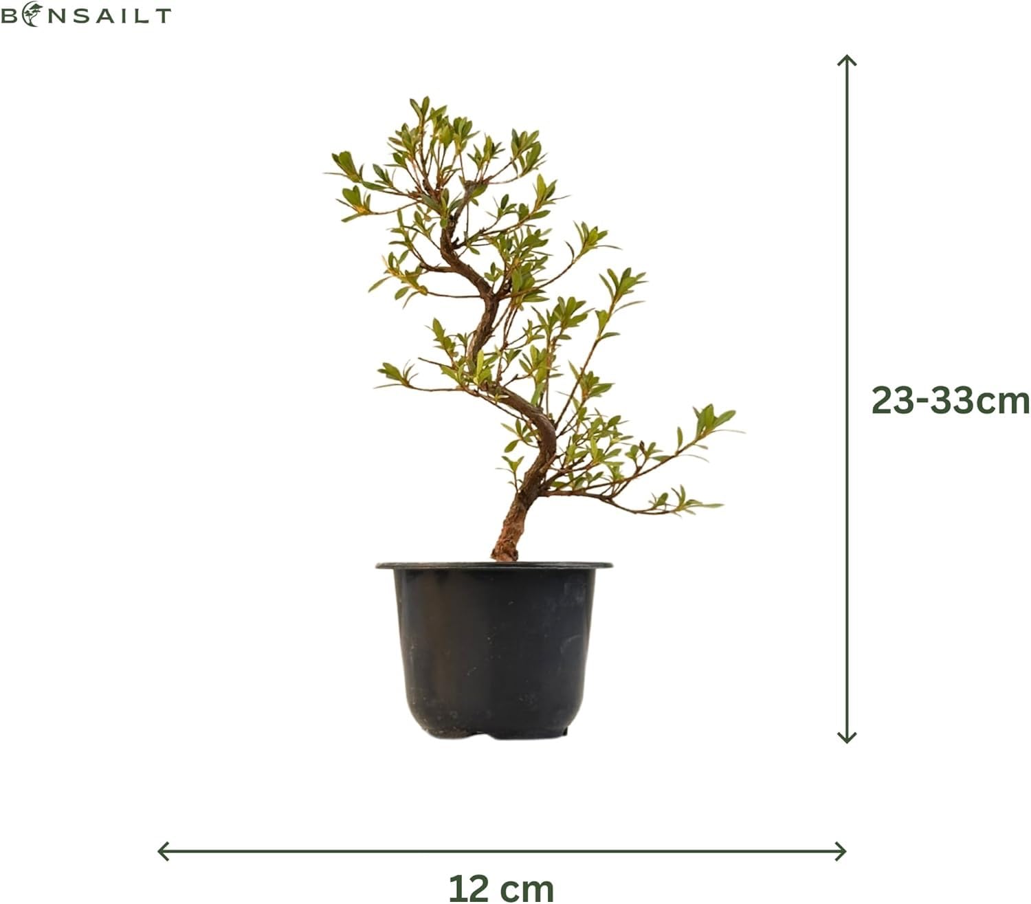 Satsuki Azalee Bonsai – 1x Japanischer Outdoor Bonsai Baum – Perfekter Anfänger- Winterhart – 12 cm Topf – Pflegeleichter Blütenbonsai – Blüht in Wunderschönen Farben (Benibeni)