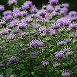 600 piezas Semillas de plantas de bálsamo de oro, regalos para jardineros monarda fistulosa, Las plantas de balcón son plantas perennes resistentes. decoración salón moderno abeja