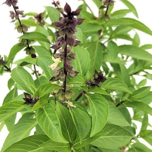 Marua Tulsi Live Plant | Green Marwa Herb Plant | Healthy Aromatic Herbal Plant for Indoor & Outdoor Home Garden, Balcony, Terrace & Kitchen Garden | Pack of 1-image-38