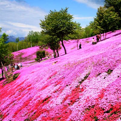 Byher Natural Preserved Moss Hanging Ball Vase Bowl Filler For Garden, Wedding, Party Decoration (3.5"(6 Pack), Pink) #TOP5