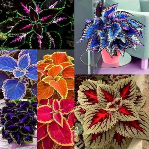 Un salvatore per gli angoli del giardino! Hosta resistente alla siccità/Crescita rapida/Ottimo effetto ombra, Facile da curare-6 bulbi-C