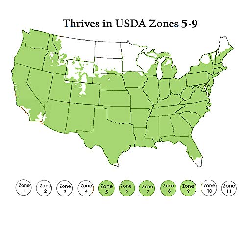 Proven Winner Blue Chiffon Hibiscus, 2 Gal #TOP4