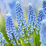 Bulbos de otoño de Muscari, la flor que florece de marzo a mayo en lugares soleados o parcialmente sombreados (NOTA, la oferta se aplica a bulbos de flores, no a plantas listas)
