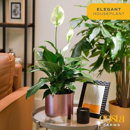 Costa Farms Peace Lily Live Indoor Plant, Elegant Air Purifying Houseplant with Blooming Fresh Flowers, Decor Plant Pot, Birthday, Anniversary, Housewarming, Room Decor, 15-Inches Tall