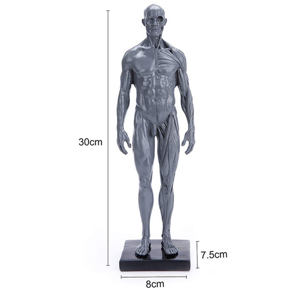 Figura di Anatomia del Corpo Umano - Figura di Anatomia Femminile E Maschile Modello di Muscolo Umano Modello Anatomico di Scheletro Umano - per Insegnamento di Studio Scolastico, Dimostrazione