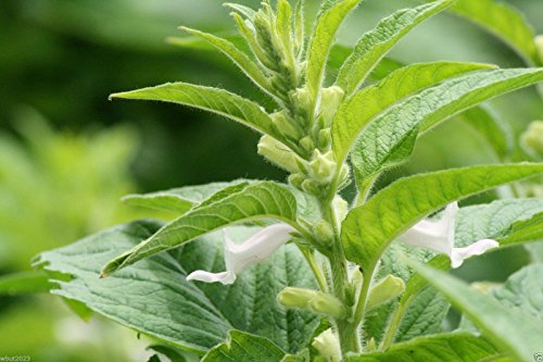 Black SESAME PLANT SEEDS ( 1000 ORGANIC, SEEDS) Heirloom~ Can stored up to 5yrs - Image 5