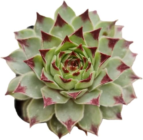 USKC Plantas vivas Sempervivum (2 "Pot Jungle Fire) USKC Plantas vivas Sempervivum (2 "Pot Jungle Fire)