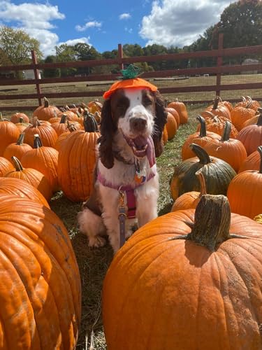 Disfraz bandana calabaza para perro Midlee Halloween miniatura 3