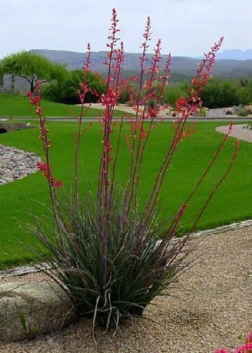 TROPICA - Red Yucca ( Hesperaloe parviflora) - 10 Seeds - Tropical Magic