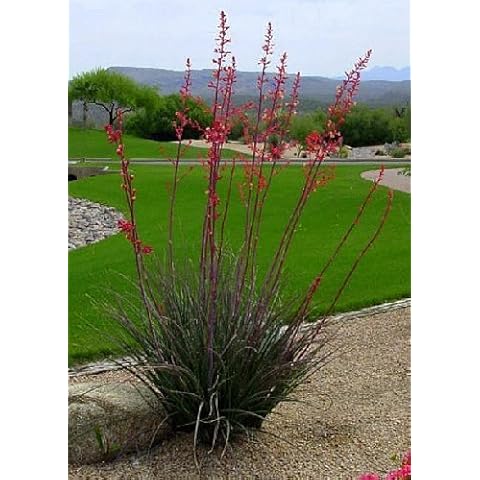 TROPICA - Red Yucca ( Hesperaloe parviflora) - 10 Seeds - Tropical Magic Cover