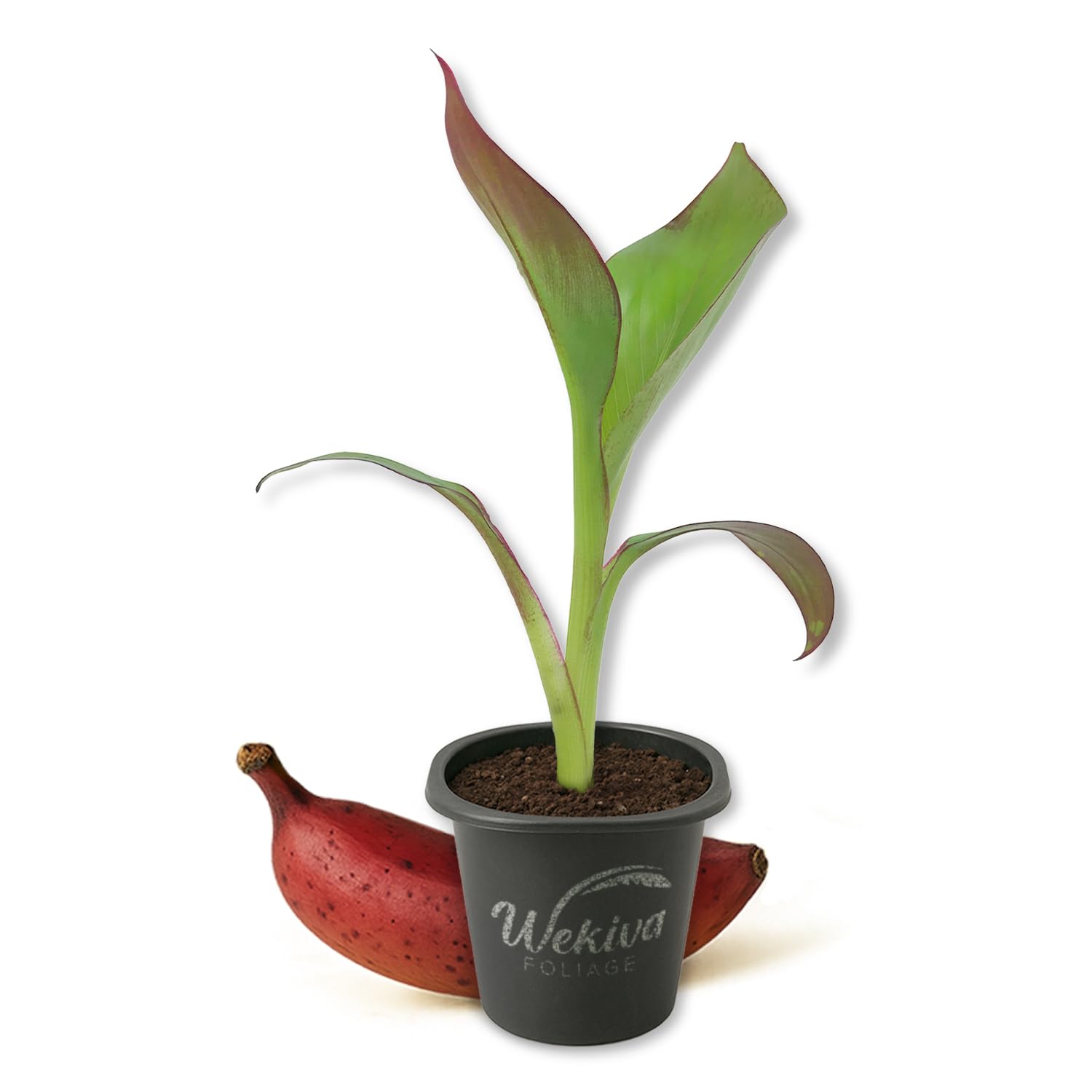 Red Cuban Banana Tree starter plant