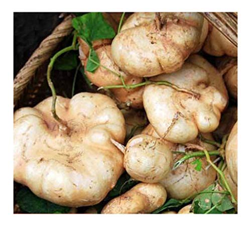 Jicama Yam Bean Potato Bean Seeds 60 Seeds dou shu sha ge di gwa lian shu Garden Chinese Vegetable Seeds for Planting Outside Door Cooking Dish Taste Sweet Delicious Non-GMO Heirloom ç‰§é©¬å±±åœ°ç“œæ²™è‘›å‡‰è–¯è±†è–¯ç§å­