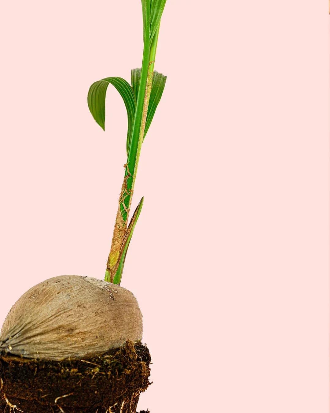 Coco Nucifera | Plantas Naturales Interior | Pur Plant