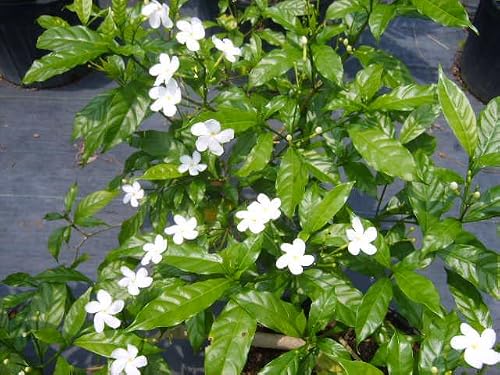 Pinwheel Crepe Crape False Jasmine Live Plant Shrub Tabernaemontana Lightly Fragrant White Flower Starter Size 4 Inch Pot Emerald Tm #TOP5