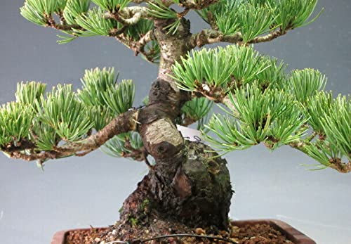 Amazon | 盆栽 松 銀性八房五葉松(大阪松）【現品】 | ヴェールモア