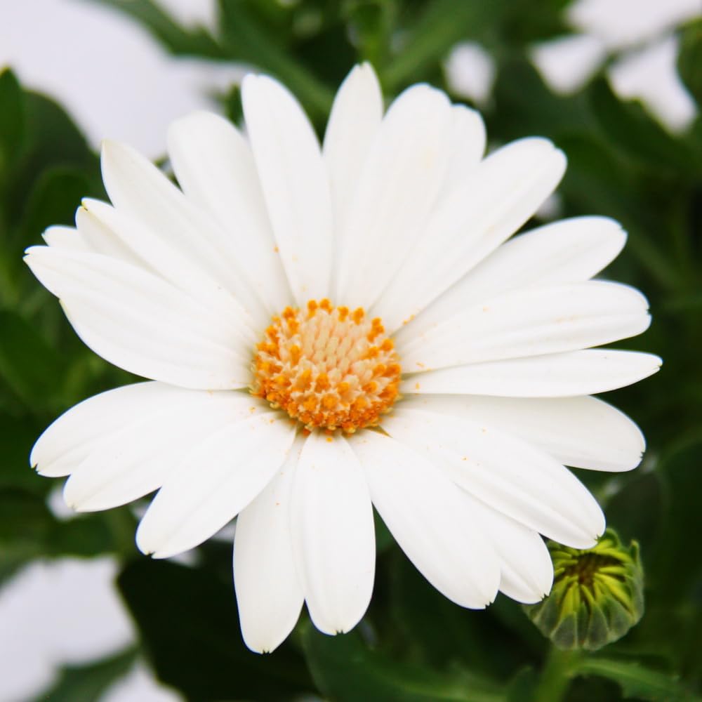 Kapkörbchen Osteospermum ecklonis 11cm Topf Set mit 3 Pflanzen weiß Garten