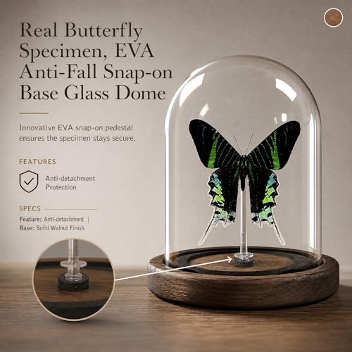 Wugakio Glass Taxidermy Butterfly Specimen Shadow Box, Butterfly Gifts for Women Girls with Glass Cover, Butterfly Decor for Bedroom Office Living Room Desk (Moon Moth Butterfly) — view 5
