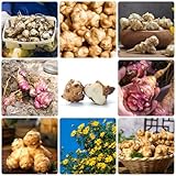 100 Piezas Semillas De Alcachofa De Jerusalén Orgánicas, Perennes, Resistentes (Helianthus Tuberosus), Plantas Resistentes Para El Jardín, Semillas De Hortalizas, Plantas De Jardín, Plantas