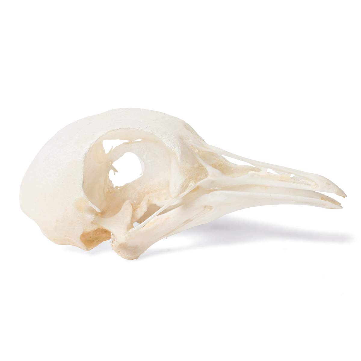 3B Scientific GmbH T30071 Pigeon Skull: Amazon.com