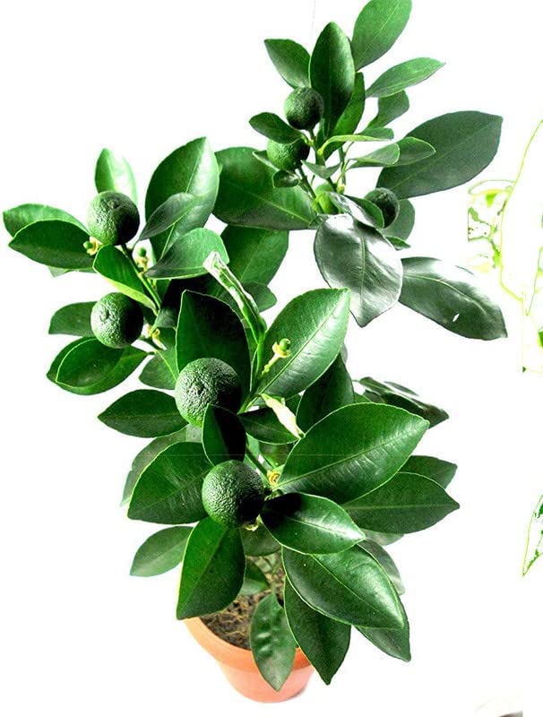 Cloud Farm Rare Israel Kumquat Orange Air Layering Live Plant - 1 Healthy plant 1.5 feet Height CF_2025 (B0C3CCKYZY) Amazon Price History, Amazon Price Tracker