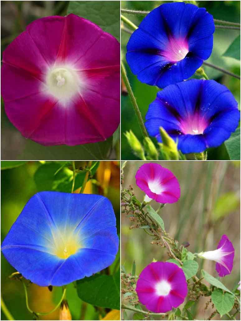 Golden Hills Farm Ipomoea Purpurea Mix Seeds Pack - Common Morning Glory, Japanese Morning Glory - NON GMO Open Pollinated 50-304 seeds (B0BQSQCB8P) Amazon Price History, Amazon Price Tracker