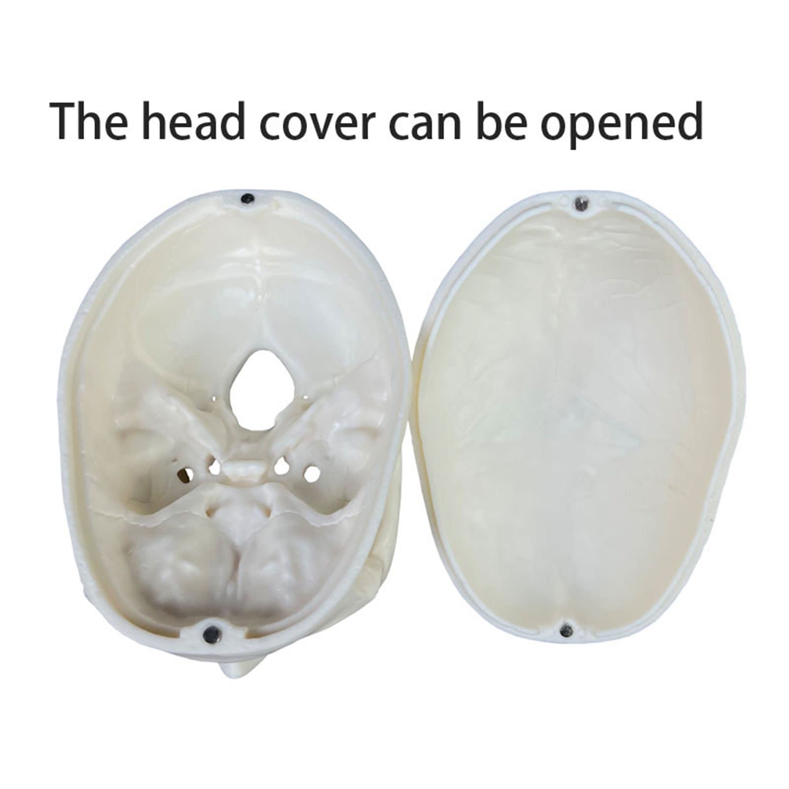 Realistyczny Model Ludzkiej Czaszki, 2 Części, Realistyczna Ludzka Czaszka Z Czapką, Materiały Dydaktyczne, Anatomiczny Model Czaszki Do Nauki