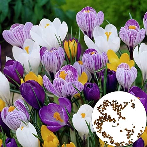 Haloppe 100 Stück KrokusBlumenPflanzenSamen für die Bepflanzung des