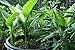 1/4 lb - Turmeric (rhizome) Grow Your own