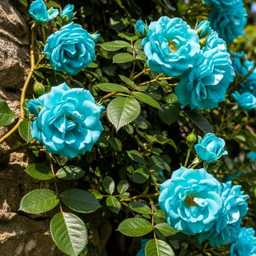Image of Climbing Rose Hybrid Seeds Pack - Large Flowers- 70 Easy-to-Grow Seeds for Vibrant Blooms, Suitable for All Indian Climates (CYAN)