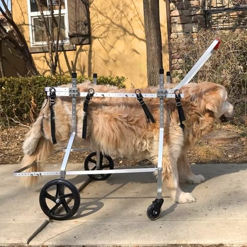 Silla de ruedas para perros grandes con discapacidad, soporte XXXL